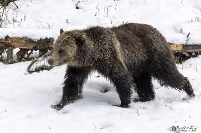 Grizzly Jam in Pelican Valley YNP 2025